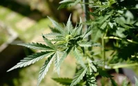 Maroc : comment obtenir une licence pour planter du cannabis ?