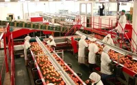 Pour faire baisser le prix de la tomate, le Maroc réduit les exportations