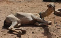Au Maroc, une mystérieuse maladie décime les dromadaires