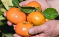 Le secret de la mandarine qui rapporte gros au Maroc