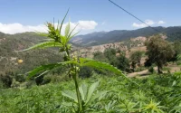 Le Maroc accuse l'Algérie d'avoir voulu saboter ses efforts pour la légalisation du cannabis
