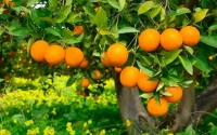 L'export d'oranges marocaines menacé