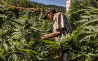 Maroc : le pays où le cannabis est roi