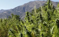 Le Maroc veut devenir un leader mondial du cannabis médical