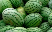 Maroc : des villes interdisent la culture de pastèques 