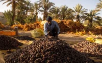 Près d'une datte sur trois consommée au Maroc est égyptienne