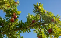 L'arganier du Maroc livre enfin tous les secrets de son ADN !
