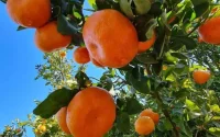 Chute des exportations marocaines de fruits et légumes vers la Russie 
