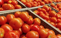 Tomates : le Maroc n'arrête pas les exportations