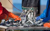 Le Maroc, deuxième fournisseur de poissons de la Russie