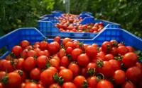 Le Maroc, nouveau géant mondial de l'exportation de tomates