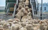 100 000 moutons par an : le Maroc mise sur l'Australie