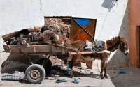 Une nouvelle ville au Maroc ne veut plus des charrettes tirées par des animaux
