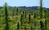 Maroc : plaidoyer pour une légalisation du cannabis thérapeutique