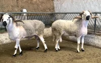 Maroc : le mouton de l'Aïd sera plus cher