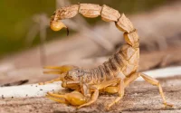 Maroc : piqure mortelle de scorpion près de Settat