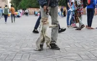 Une MRE attaquée par… un singe à Marrakech (Jamaa el-Fna)