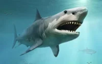 Le requin mégalodon, prédateur des mers géant et mystérieux qui a vécu près du Maroc
