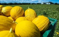 Le melon marocain plus cher que l'espagnol dans l'UE en 2020