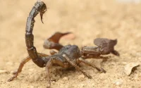 Au Maroc, l'été rime avec piqûres de scorpion