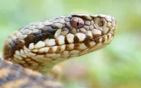 Au Maroc, l'été rime avec danger : Les morsures de serpents en hausse