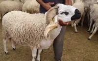 Le mouton de l'Aïd Al Adha devient un luxe inaccessible pour les Marocains