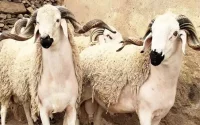 Maroc : L'Aïd al-Adha menacé par le prix du mouton