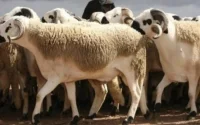 Aid al-Adha : Melilla fêtera encore cette année sans les moutons marocains