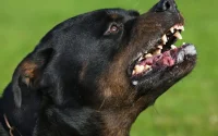 Nouha, 16 ans, victime d'un rottweiler à Anvers