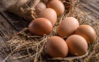 Les œufs, un luxe au Maroc ? 
