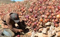 En pénurie d'oignons, le Sénégal se tourne vers le Maroc