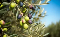 Le paradoxe de l'olive au Maroc : une récolte record mais des tonnes de fruits perdus
