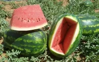 Maroc : La culture de la pastèque menace