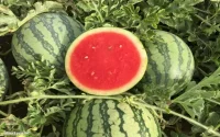 Maroc : les semences de pastèque ne sont pas génétiquement modifiées