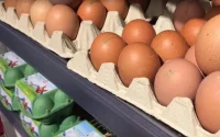 Pénurie d'œufs en France : les musulmans accusés