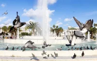 Casablanca veut faire disparaitre ses pigeons (vidéo)