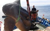 Un poisson géant découvert dans le nord du Maroc (vidéo)
