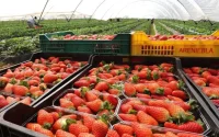 Les producteurs de fraise espagnols dénoncent la concurrence marocaine