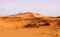 Découverte de fossiles d'auroch et de rhinocéros au Sahara 