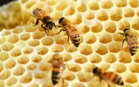 Disparition des abeilles : le Maroc va recenser les ruches désertées