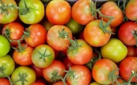 Des tomates marocaines interdites en Russie 