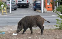 Les sangliers sèment la panique à Fès 