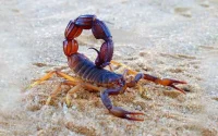 Piqûres de scorpions : une quarantaine de mort par an