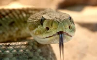 Au Maroc, la menace des piqûres de scorpions et de serpents