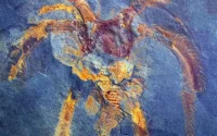 Découverte d'un important site fossilifère au Maroc