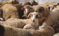 Maroc : un ministre dénonce un « scandale » sur les prix des moutons de l'Aïd