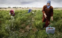 Maroc : 4,4 milliards de dirhams de subventions pour l'agriculture