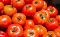 Royaume-Uni : le Maroc, 2ᵉ fournisseur de tomates devant l'Espagne