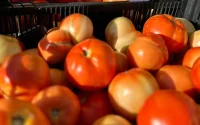 La tomate devient un luxe au Maroc, la barre des 14 dirhams franchie