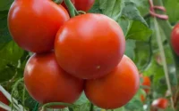 Explosion des importations espagnoles de tomates marocaines (+348%)